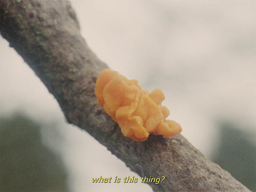 A film still of a branch on which is growing a strange orange lichen, below a subtitle reads 'what is this thing?'