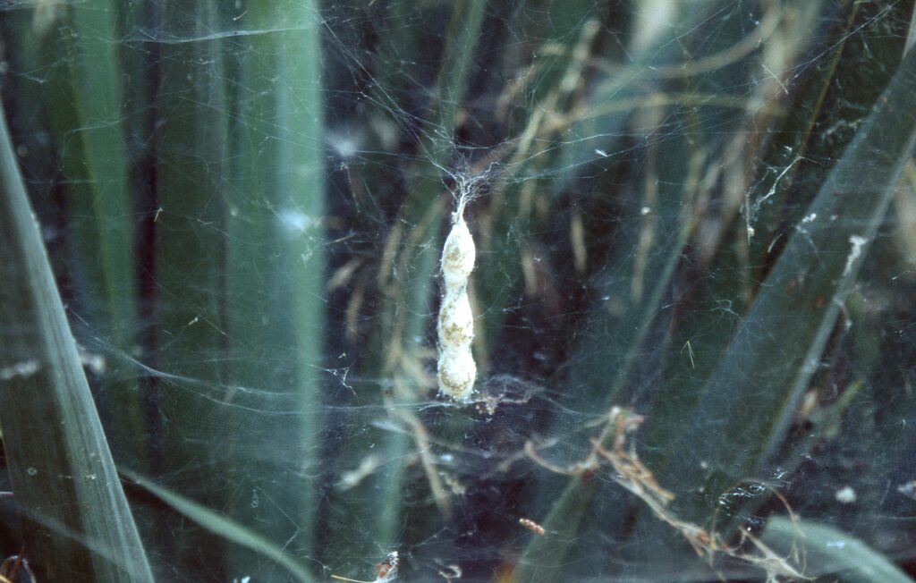 An image of a chrysalis