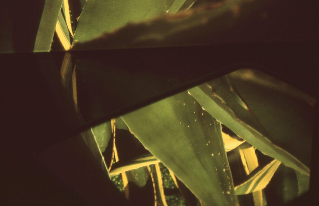 a photo of a yucca plant with a mirror line cutting it in half